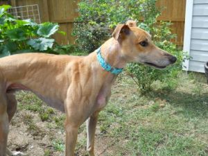 Newton: Greyhound, Dog; Charlotte, NC