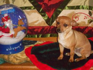 Shorty: Chihuahua, Dog; WALTHILL, NE