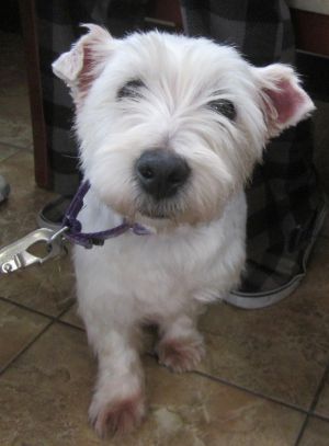 Gertie-LOVES DOGS: West Highland White Terrier Westie, Dog; Oak Ridge, NJ