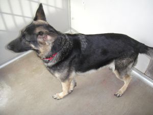 Lucky: German Shepherd Dog, Dog; West Milford, NJ