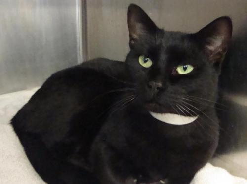 Bombay Cat Rescue Nj