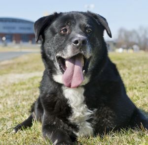 D-45037 Big Ben**Pooch with Perks**: Labrador Retriever, Dog; Mount Holly, NJ