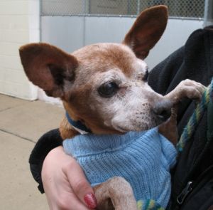 D-46430 Helen: Miniature Pinscher, Dog; Mount Holly, NJ