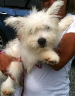 --Rufus: West Highland White Terrier Westie, Dog; Spring Lake, NJ
