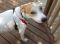 . Ben (Courtesy)--near San Antonio, Texas .