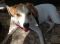 . Ben (Courtesy)--near San Antonio, Texas .