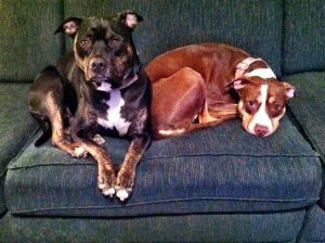 . Lucy & Molly (Courtesy Post) .