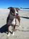 . Lucy & Molly (Courtesy Post) .