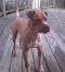 . --Cujo .