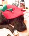 . --Romeo (urgent) .