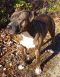 . --Romeo (urgent) .