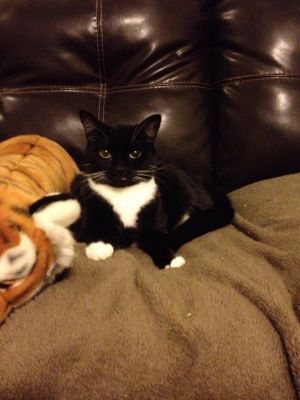 . Mittens .