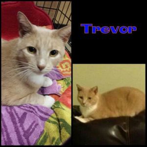 . Trevor .