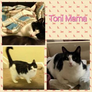 . Toni Mama .