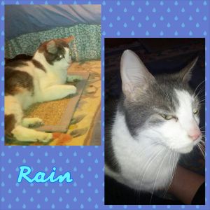 . Rain .