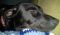 . --Rigby (Lab) .