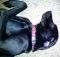 . --Rigby (Lab) .