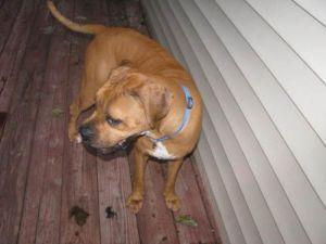 Tallahassee: Boxer, Dog; Andover, NJ