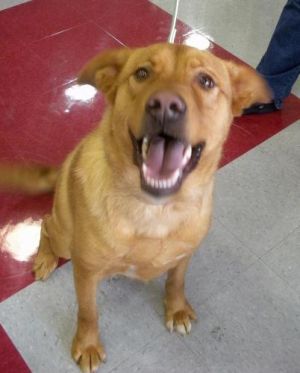 Roscoe: Shepherd, Dog; Andover, NJ