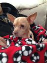 Chico