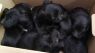 Chi Terrier mix babies
