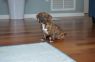 Lily 8 weeks