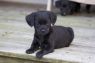 Mandy 4 lbs- 8 weeks old