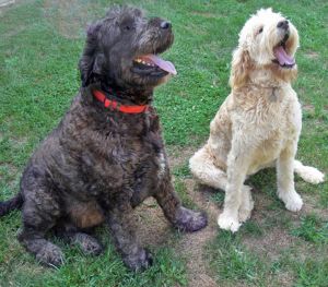 OH-Sadie & Shadow: Standard Poodle, Dog; Mount Orab, OH