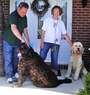 OH-Sadie & Shadow: Standard Poodle, Dog; Mount Orab, OH