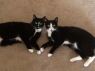 Cricket & Mouse -CP