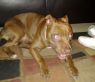 Tazz (Courtesy Post)