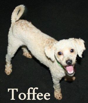 NJ - Toffee: Poodle, Dog; Bricktown, NJ