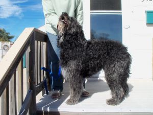 KS - Gracie: Labrador Retriever, Dog; Goodland, KS