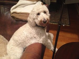 OH - Trudy: Standard Poodle, Dog; New Albany, OH