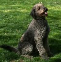 DC - Didley: Standard Poodle, Dog; Triangle, VA