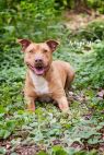 Available Pets NJ670.21763035 2 fpm Available Pets