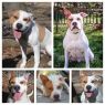 Available Pets NJ670.22343215 1 fpm Available Pets