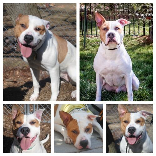 Available Pets NJ670.22343215 1 x Available Pets
