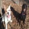 Available Pets NJ670.22343215 2 fpm Available Pets