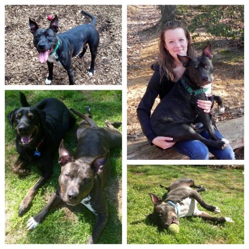 Available Pets NJ670.22821543 1 x Available Pets