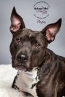 Available Pets NJ670.22821543 2 fpm Available Pets