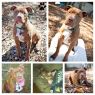 Available Pets NJ670.22935686 1 fpm Available Pets