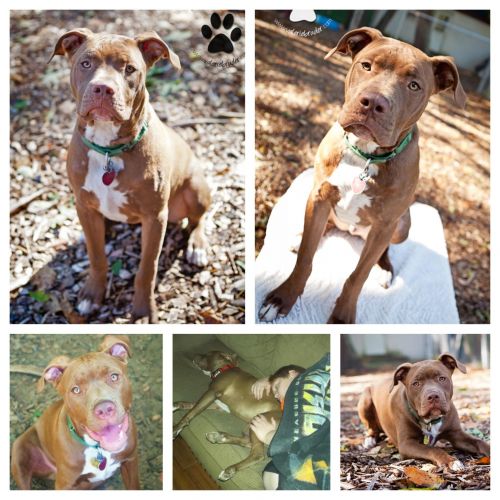 Available Pets NJ670.22935686 1 x Available Pets