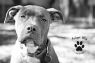 Available Pets NJ670.22935686 3 fpm Available Pets