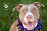 Available Pets NJ670.23965545 1 fpm Available Pets