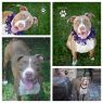 Available Pets NJ670.23965545 2 fpm Available Pets