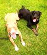Available Pets NJ670.23965545 3 fpm Available Pets