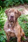 Available Pets NJ670.24590049 1 fpm Available Pets