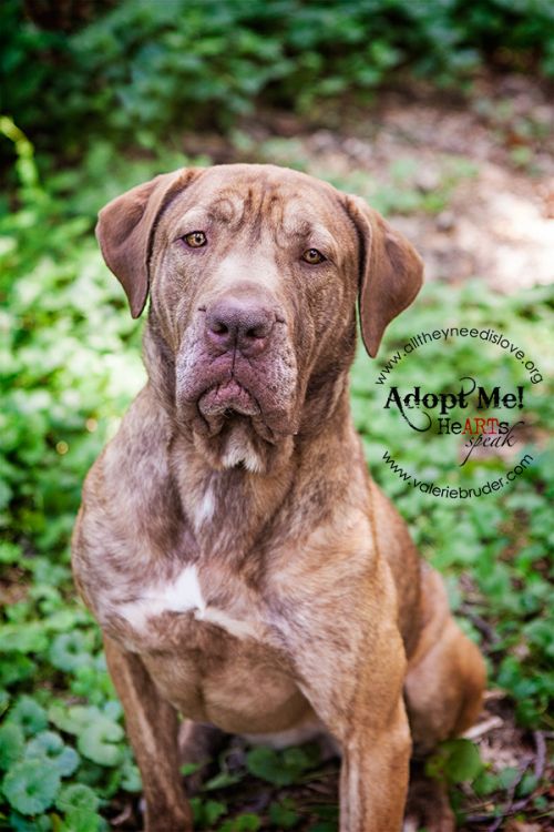 Available Pets NJ670.24590049 1 x Available Pets