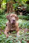 Available Pets NJ670.24590049 3 fpm Available Pets
